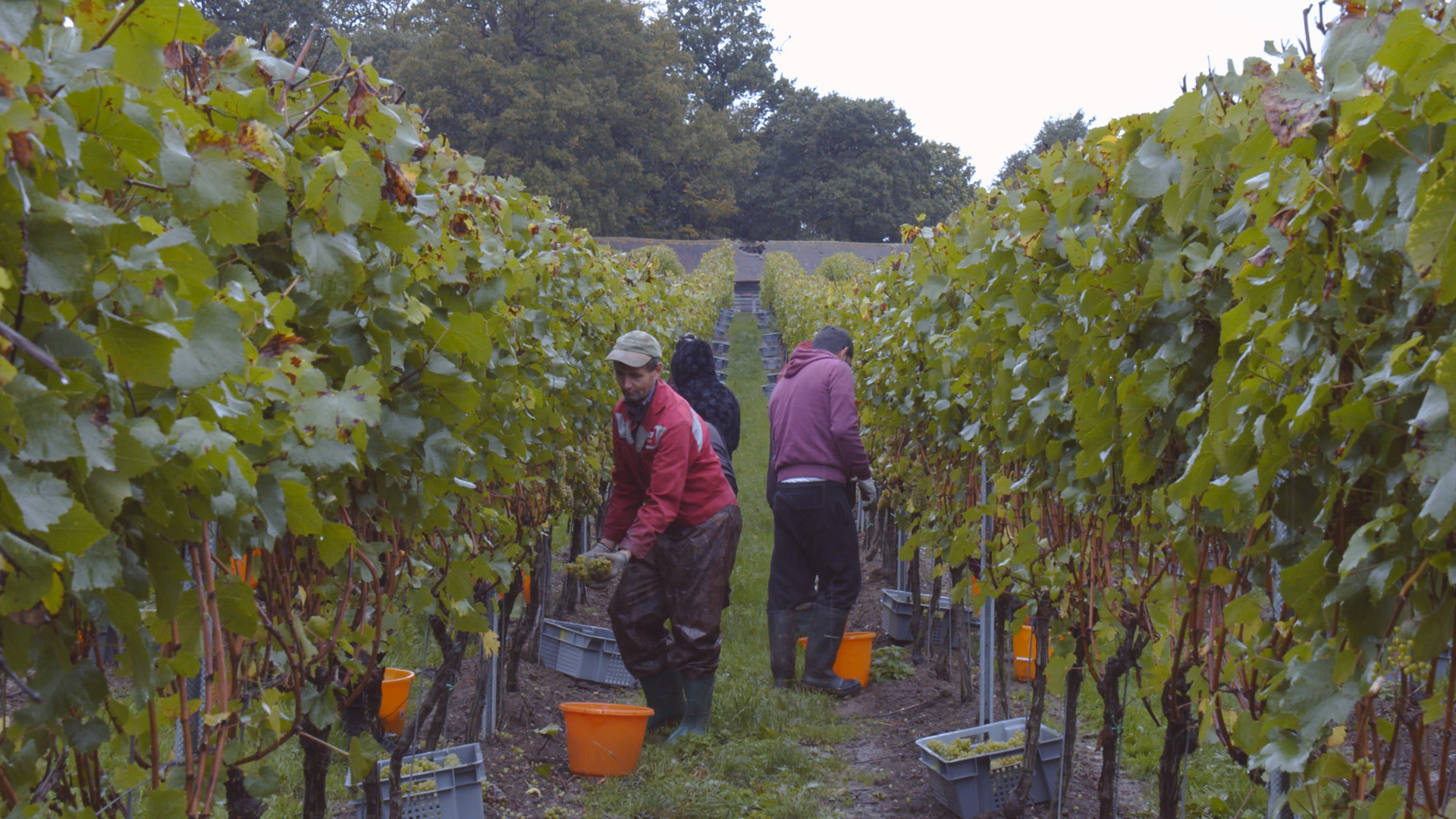 Sparkling: Historien om Champagne