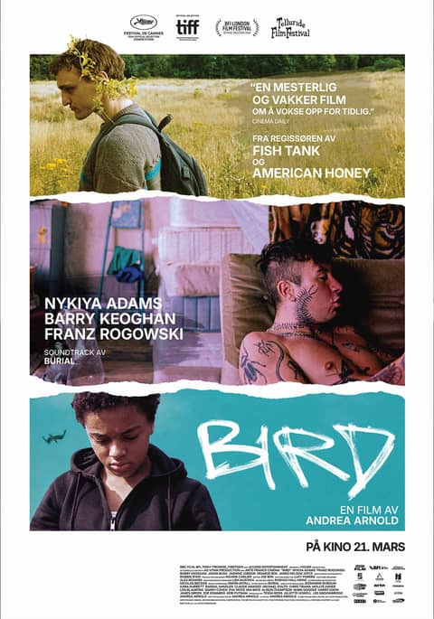 Bird