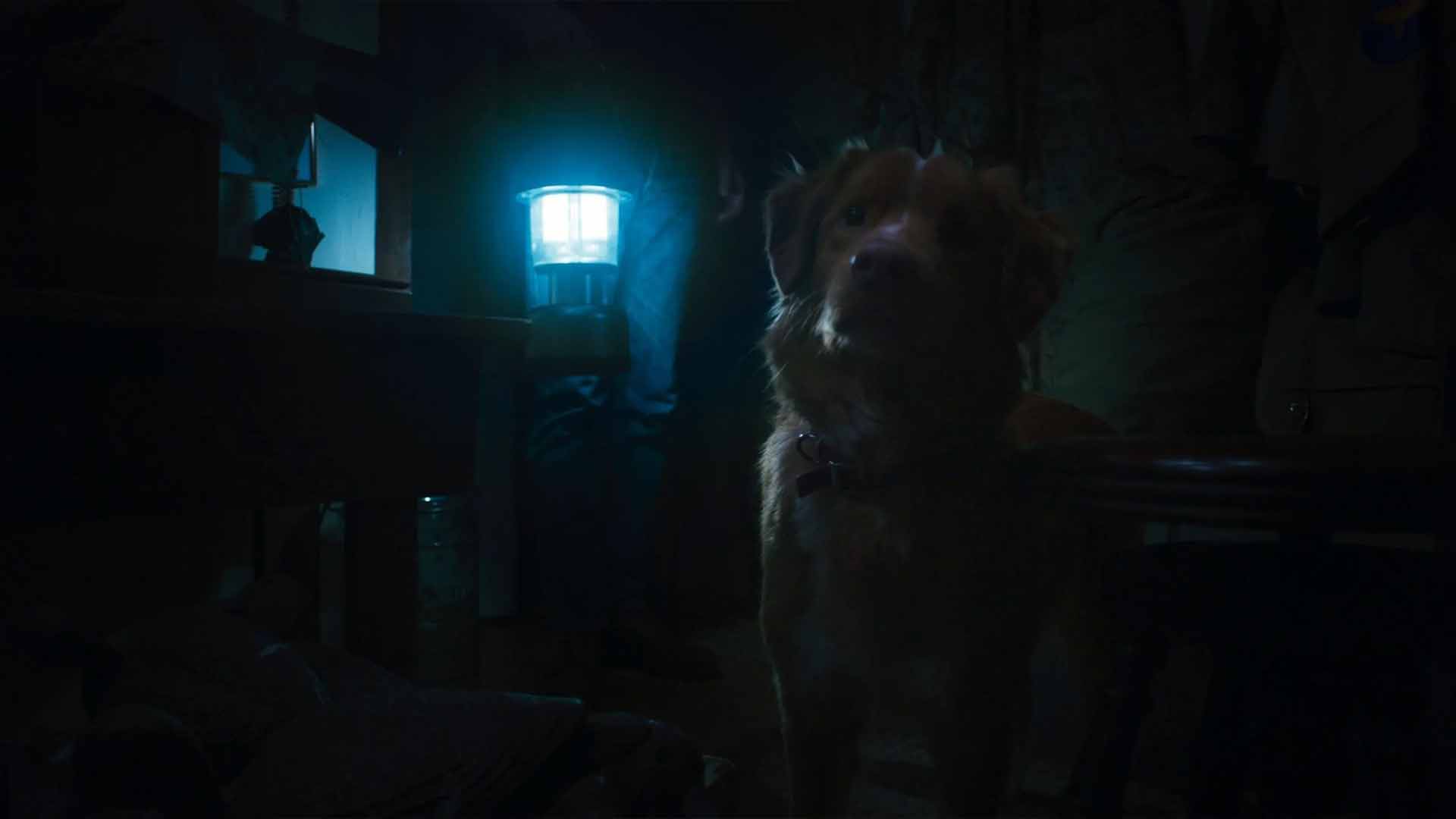 Good Boy