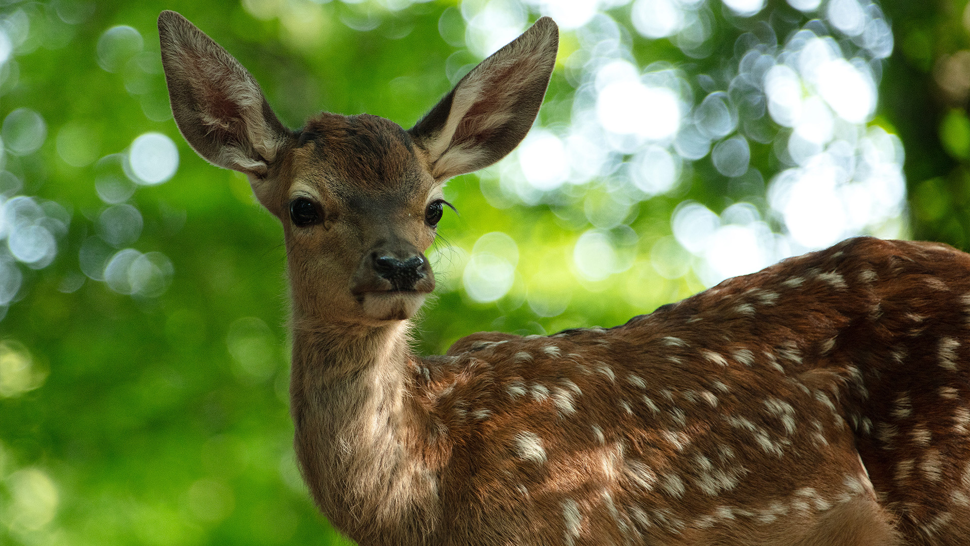 Bambi - Et eventyr om livet i skogen