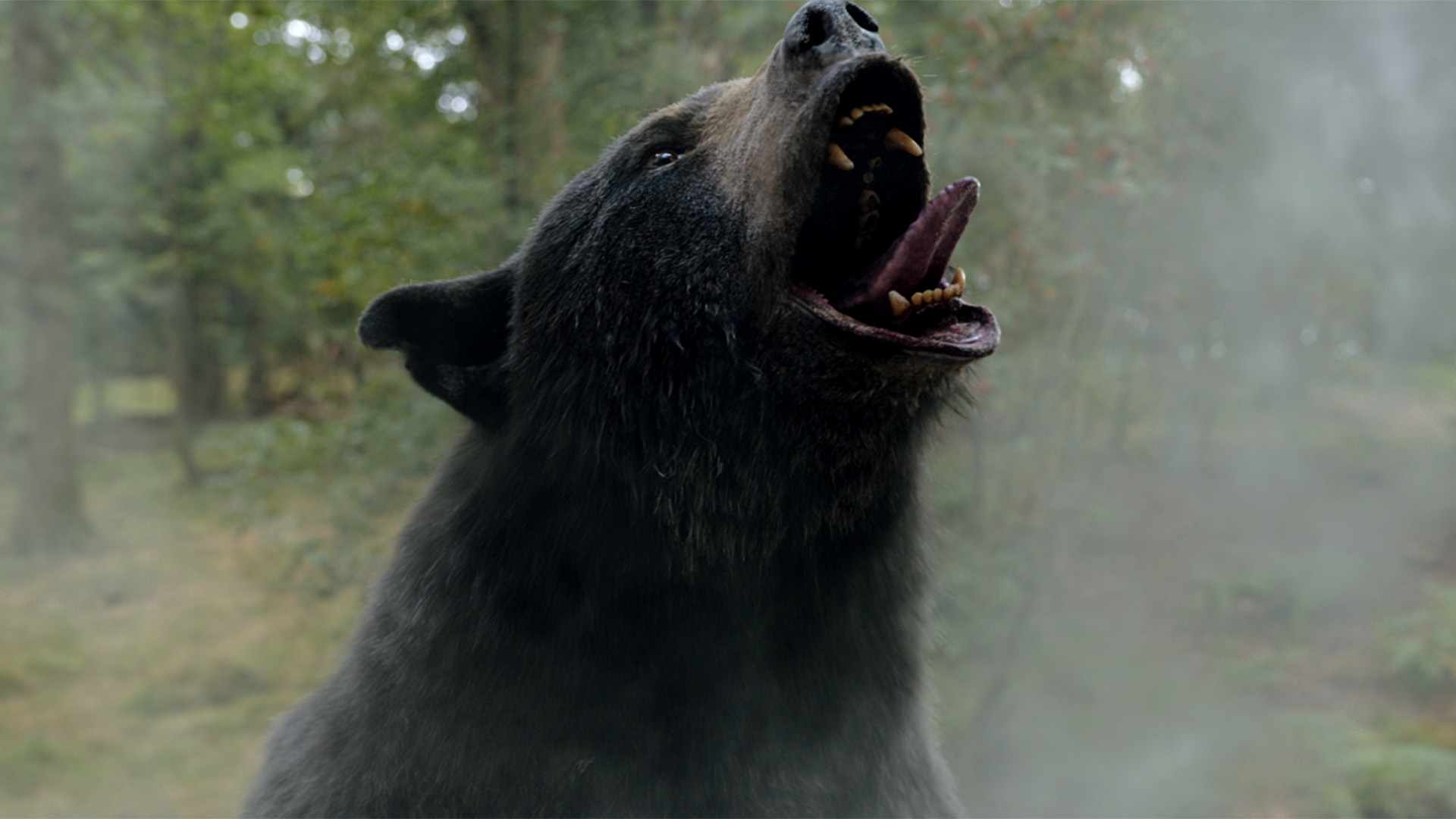 Cocaine Bear