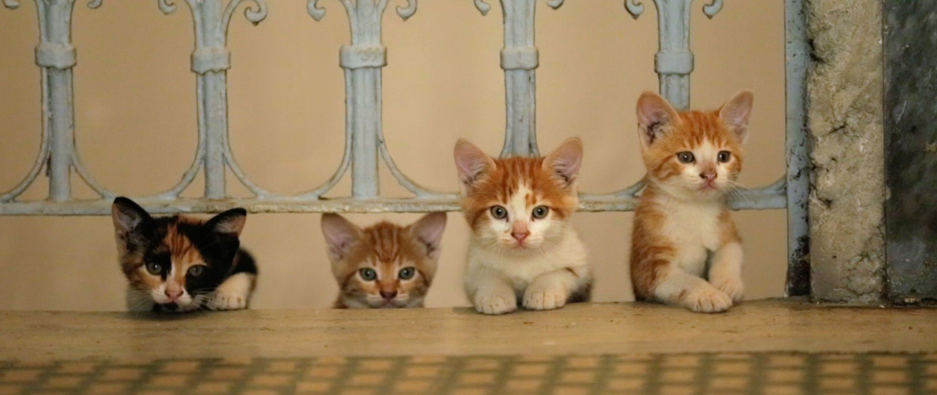 Kedi