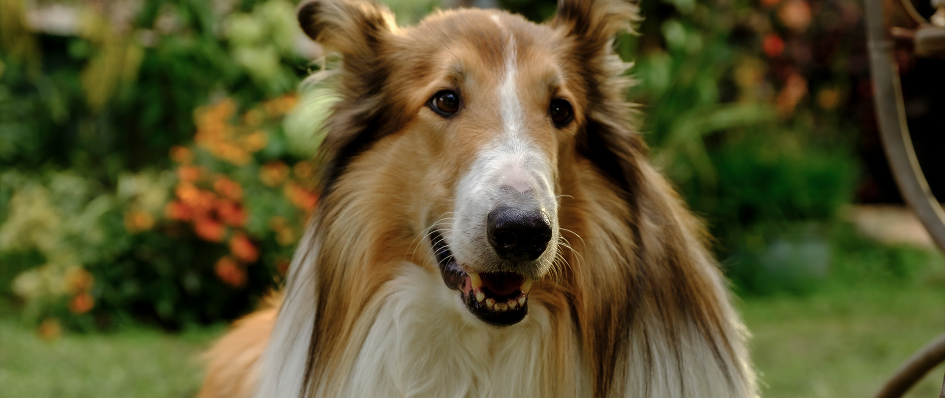 Lassie - På nye eventyr